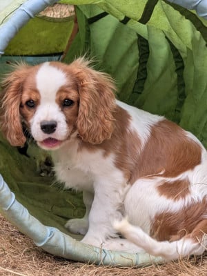 Étalon Cavalier King Charles Spaniel - Beatus hocus pocus bonaventura (Sans Affixe)