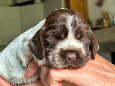 Étalon Cocker Spaniel Anglais - Baby girl 