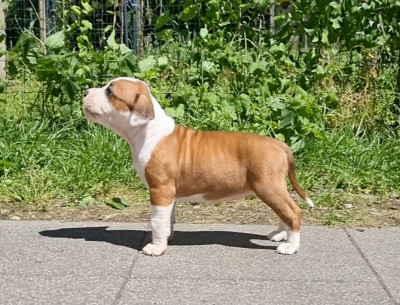 Étalon American Staffordshire Terrier - Bailey Lady Guinness Revenge Of The Gladiator's