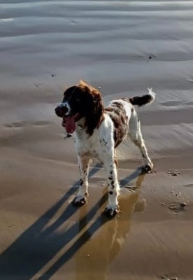 Étalon English Springer Spaniel - SHIPIE Sologne Hunters's