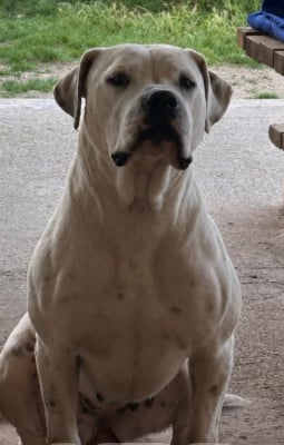 Étalon Dogo Argentino - Vixy Du Domaine de Giulaxe (Sans Affixe)