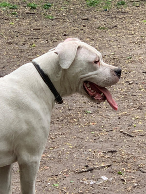 Étalon Dogo Argentino - Arboz del marsa Anka