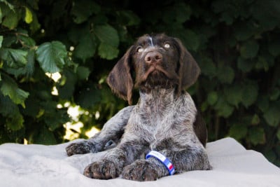 Étalon Chien d'arrêt allemand à poil dur - Baldur des Arrêts de Miston 