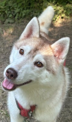 Étalon Siberian Husky - Sweet Fire Of Love Dream Of Ice