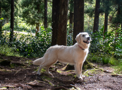 Étalon Golden Retriever - Azalée des enclos de la fournaise