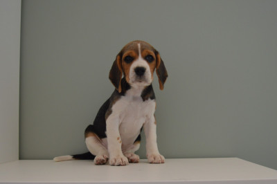 Étalon Beagle - Belle Du Petit Faubourg