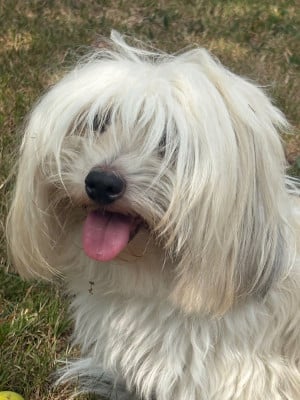Étalon Coton de Tulear - Sabah du Clos d'elphigny