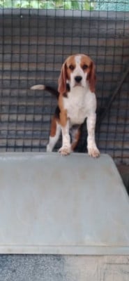 Étalon Beagle - amazone de l'echo des garrigues