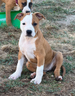Étalon American Staffordshire Terrier - B Happy des Fauves du Petit Mas 