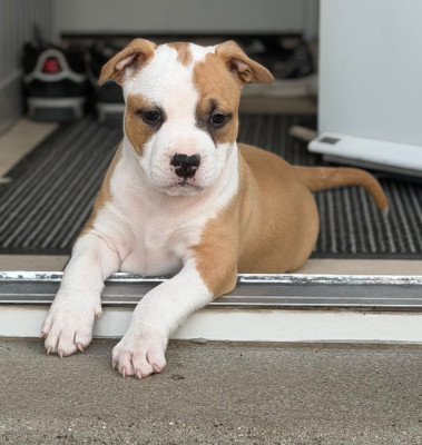 Étalon American Staffordshire Terrier - Bond Des Fauves du Petit Mas 