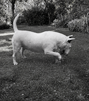 Étalon Bull Terrier - Viking Girl ( aka Glaouï ) Bull Redemption