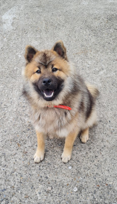 Étalon Eurasier - Vilïe des Cerberes de Gaïa