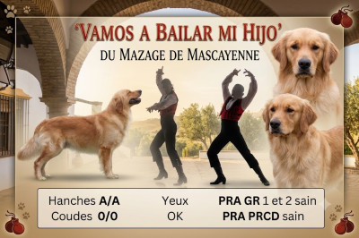 Étalon Golden Retriever - Vamos a Bailar mi hijo Du mazage de mascayenne