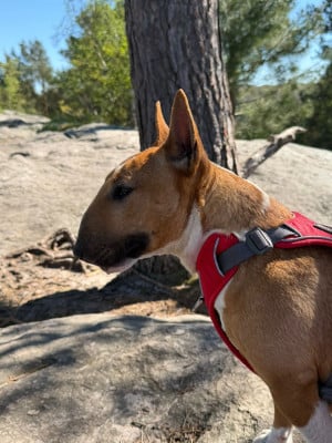Étalon Bull Terrier Miniature - Head Full ATOM HEART MOTHER