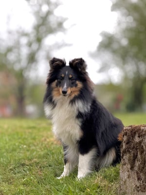 Étalon Shetland Sheepdog - Of Sheltility Ally