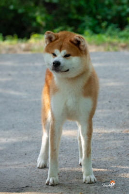 Étalon Akita - Tenshiyo Kensha Amane Hibiki