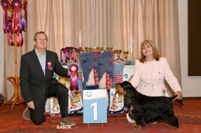Étalon Cocker Spaniel Anglais - Troy Of Crazy Years