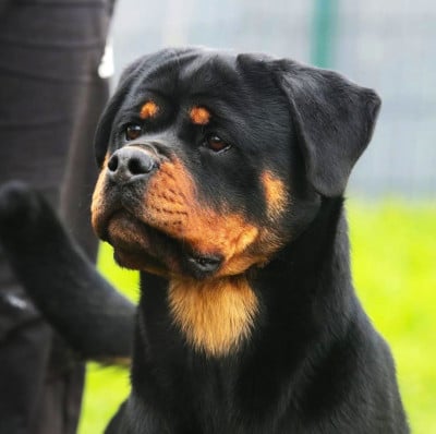 Étalon Rottweiler - UNA Of Impérial Wisdom