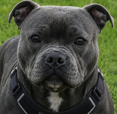 Étalon Staffordshire Bull Terrier - rapsody blue du domaine des Alunts