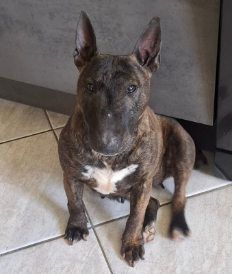 Étalon Bull Terrier Miniature - T'Wendy  Des Minis De Ryosie