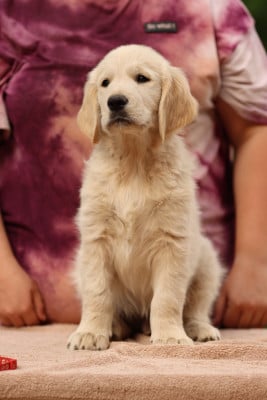 Étalon Golden Retriever - BUZZ LIGHTYEAR DES CHAMPS D AMETHYST 
