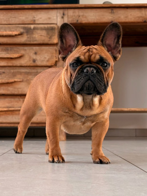 Étalon Bouledogue français - Athéna Du Domaine Da Conceiçao