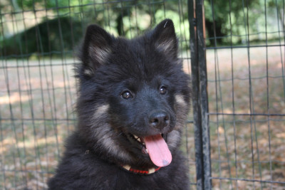Étalon Eurasier - Bärchen Birka Des Oursons De La Fee