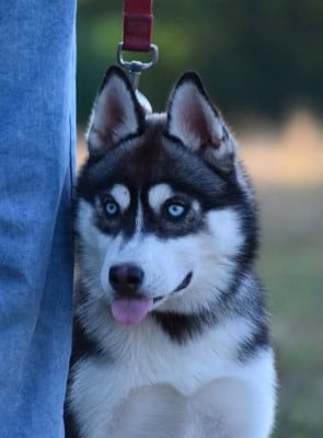 Étalon Siberian Husky - BLUE MOON dite BAYA du chalet des edelweiss