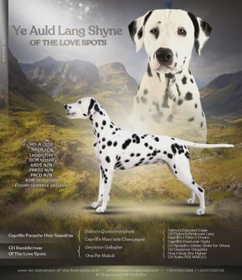image de Ye auld lang shyne of the love spots