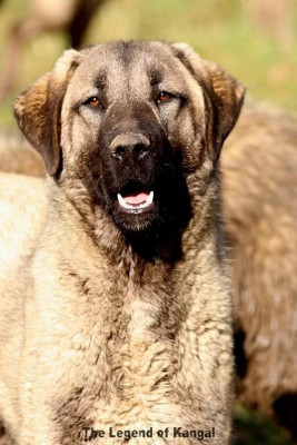 Étalon Berger Kangal - Isyanci Panter The Legend Of Kangal