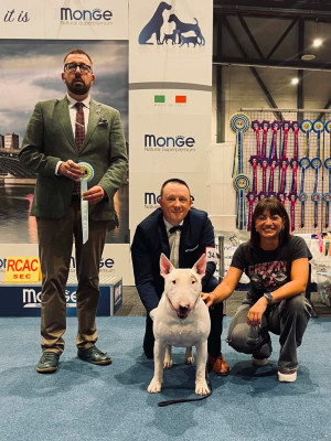 Étalon Bull Terrier - Xtrem Fury of Vermithor of The Mirror Of Freedom