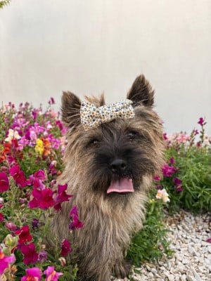 Étalon Cairn Terrier - Anémone du pré moussey Du pré moussey