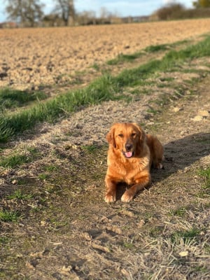 Étalon Golden Retriever - VVood du pré moussey Du pré moussey