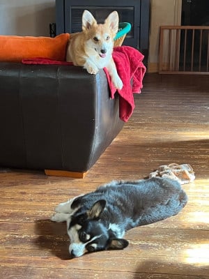 Étalon Welsh Corgi Pembroke - Utah beach  du clan des chaumes