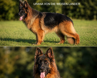 Étalon Berger Allemand - URANA Von Die Weisen Lander