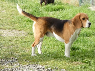 Étalon Beagle - VUITON Du Domaine Des Pattes Dorées