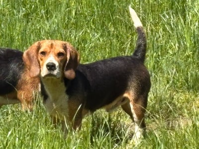 Étalon Beagle - ARISTO Du Domaine Des Pattes Dorées