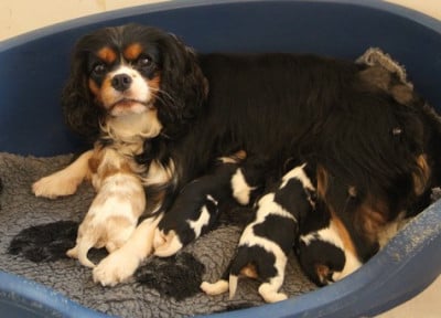 Étalon Cavalier King Charles Spaniel - ulti du domaine de Runneval