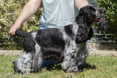 Étalon Cocker Spaniel Anglais - Van Cleef And Arpels De Quattro Castella