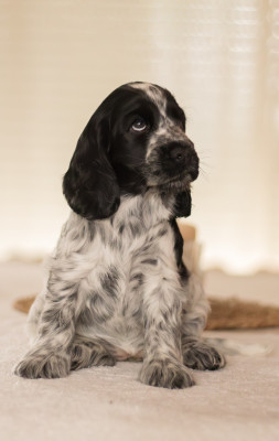 Étalon Cocker Spaniel Anglais - Azzura De Quattro Castella