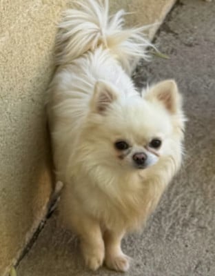 Étalon Chihuahua - Ugolin Du Jasmin Etoilé