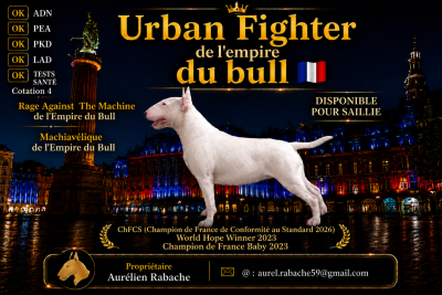 Étalon Bull Terrier - CH. URBAN FIGHTER de l'Empire du Bull}