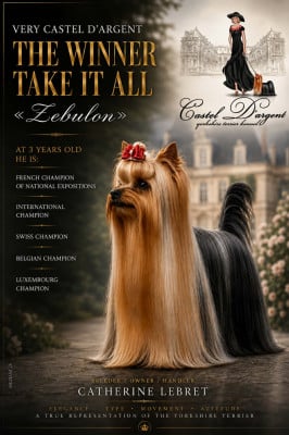 Étalon Yorkshire Terrier - Very Castel D'Argent The Winner Takes it All