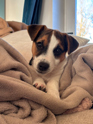 Étalon Jack Russell Terrier - Amour des Douces Merveilles