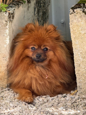 Étalon Spitz allemand - Vikie De La Beauté Française
