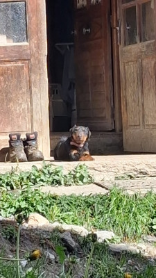 Étalon Terrier de chasse allemand - Vipère du domaine d'andey