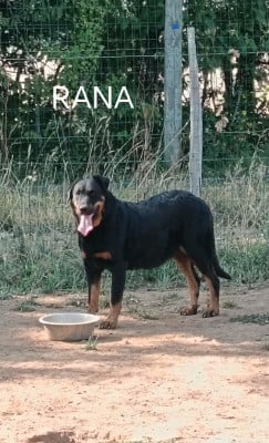 Étalon Berger de Beauce - Rana (Sans Affixe)