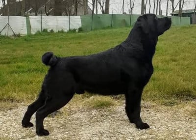 Étalon Labrador Retriever - CH. Shadow of the moon  i lab you