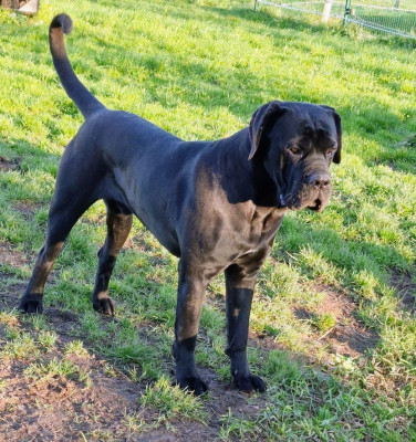 Étalon Cane Corso - Valentino de la Treizième Légion De la Treizieme Legion
