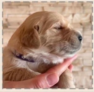 Étalon Golden Retriever - BONNIE 